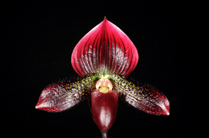 Paphiopedilum N.R. Jack